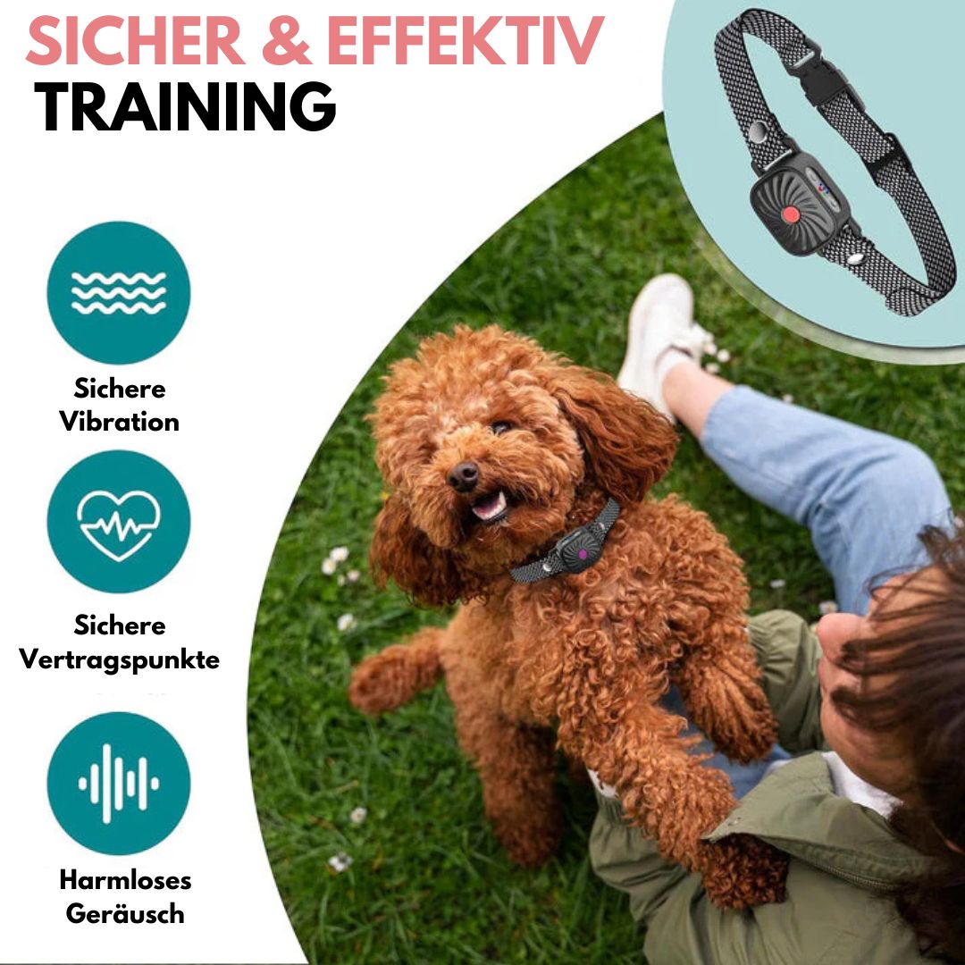 Hund mit Anti-Bell-Halsband auf Rasen, sichere Vibration, harmlose Geräusche, effektives Training, Hundetraining, Verhaltenskorrektur.