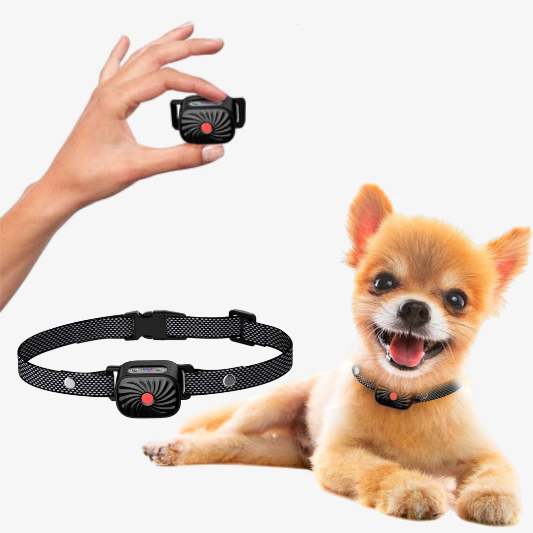 Kleiner Hund mit Anti-Bell-Halsband, Hand hält Ultraschallgerät. Hundetraining, Bellkontrolle, Haustierzubehör.